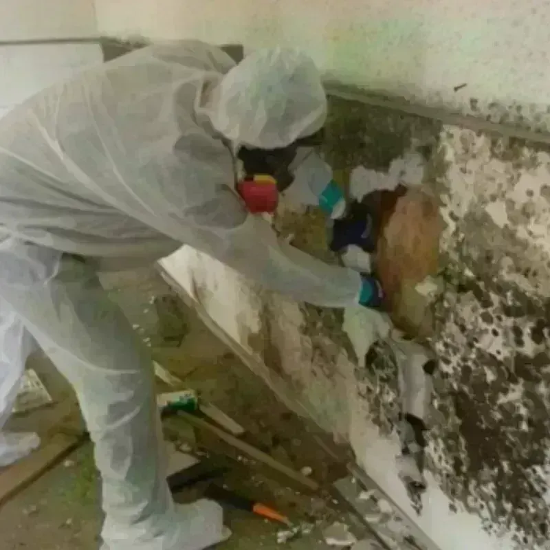 Mold Remediation and Removal in Shell Point, SC